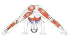 Yoga Anatomie kleine Abbildung